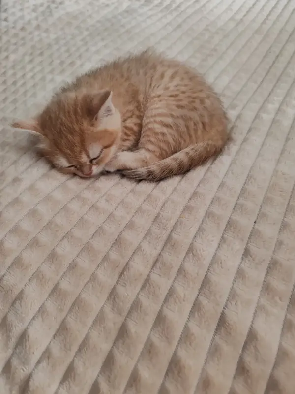 Котята - Вся Беларусь - 233350 - Доска объявлений Kupika.by - Фото 5