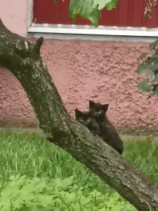 SOS.Нужна Передержка или дом котятам!Котенок в дар