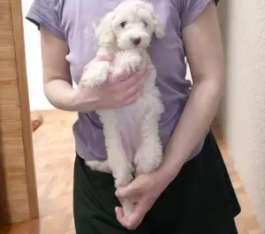 Карликовый пудель (белый) девочка