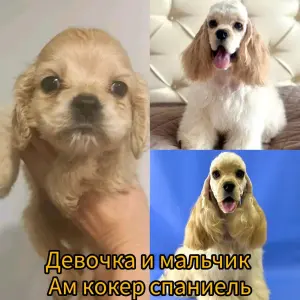 Девочка американский кокер спаниель