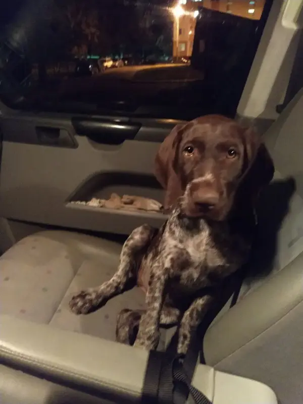 Собака - Дрогичин - 232745 - Доска объявлений Kupika.by - Фото 4