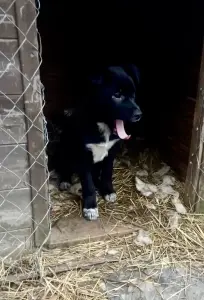 Собака Стрелочка ищет дом