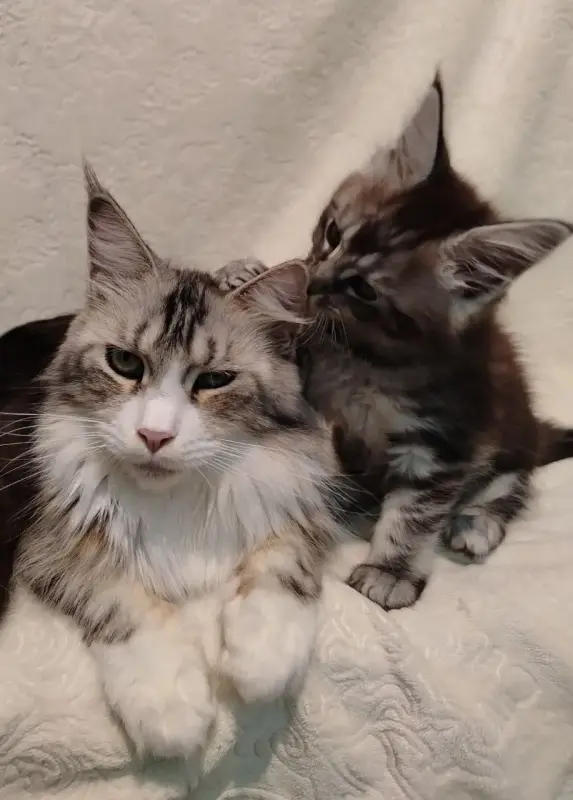 Котята мейн‑куна — маленькие аристократы ищут дом! - Вся Беларусь - 234535 - Доска объявлений Kupika.by - Фото 4