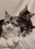Котята мейн‑куна — маленькие аристократы ищут дом! - Вся Беларусь - 234535 - Доска объявлений Kupika.by - Фото 4