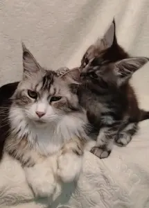 Котята мейн‑куна — маленькие аристократы ищут дом!
