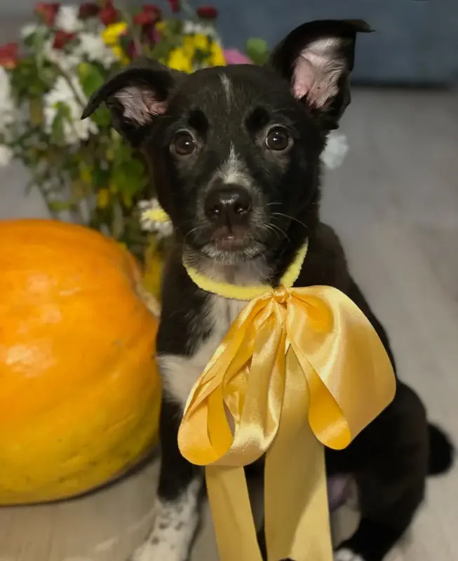 Собаке Крошечке очень нужен дом - Вся Беларусь - 233832 - Доска объявлений Kupika.by - Фото 3