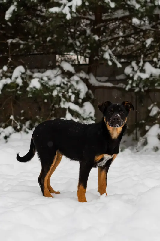 Собаке Шоколапке нужна семья - Вся Беларусь - 233826 - Доска объявлений Kupika.by - Фото 3
