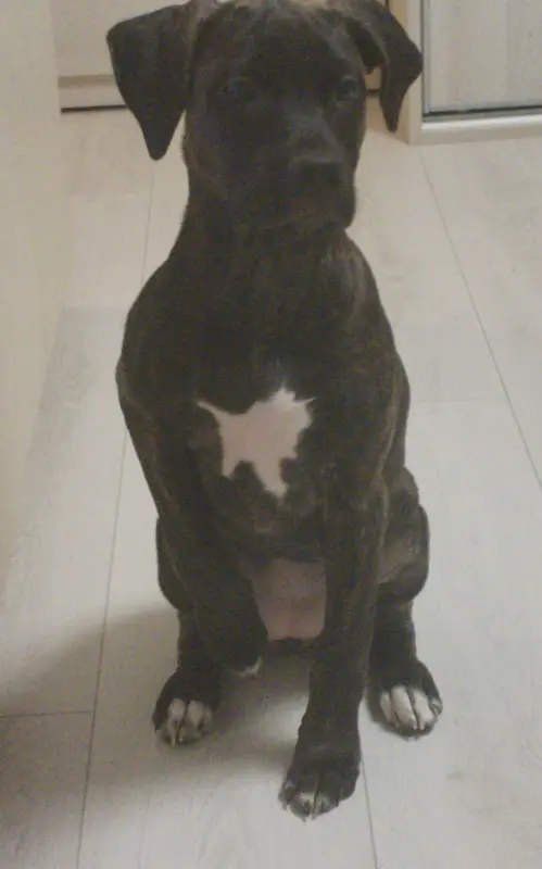 Собаки - Продаю щенка - Вся Беларусь - Фото 3 Продаю щенка - Вся Беларусь - 235103 - Доска объявлений Kupika.by - Фото 3