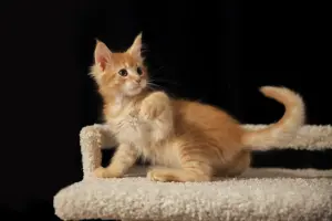 мальчик мейн-кун