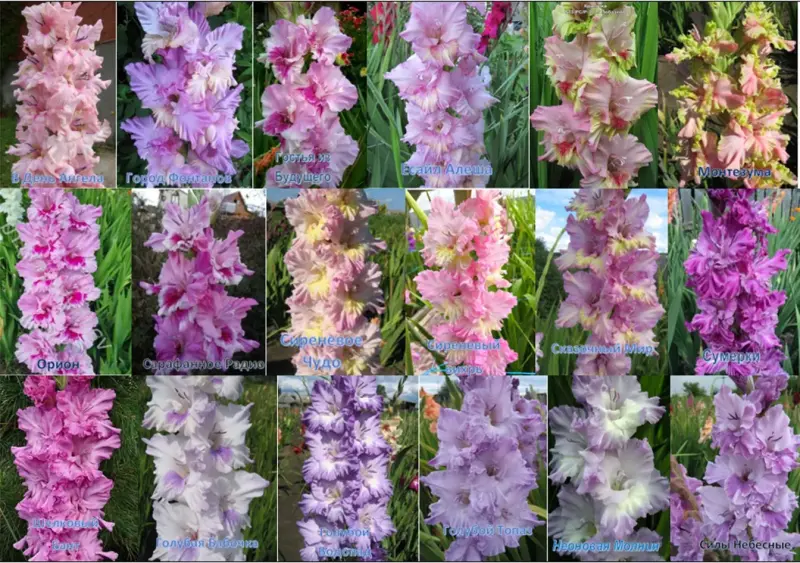 Семена и луковицы - Сортовые гладиолусы Российской и зарубежной селекции - Вся Беларусь - Фото 10 Сортовые гладиолусы Российской и зарубежной селекции - Вся Беларусь - 231779 - Доска объявлений Kupika.by - Фото 10