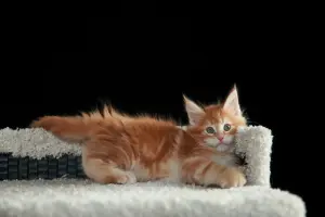 Девочка породы Мейн-кун