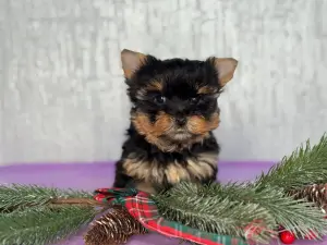 Щенки Йоркширский терьер разные окрасы
