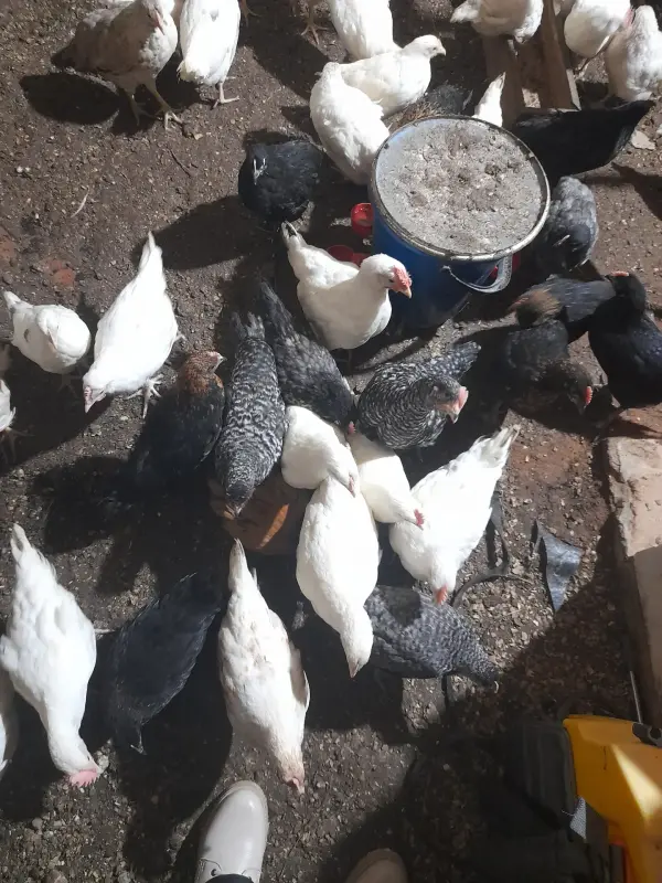 Сельскохозяйственные животные - Продам курочек - Вся Беларусь Продам курочек - Вся Беларусь - 234568 - Доска объявлений Kupika.by