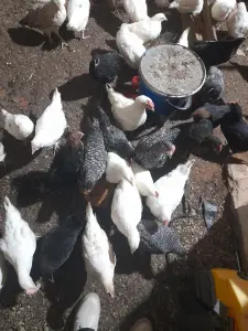 Продам курочек