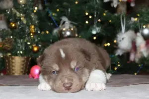 Домашние питомцы