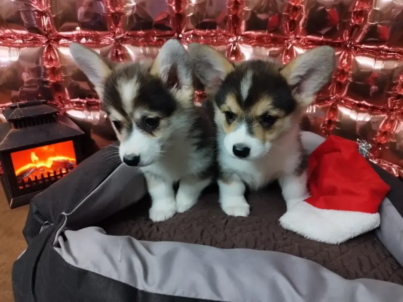 Собаки - Щенки Вельш-Корги-Пемброк - Вся Беларусь - Фото 3 Щенки Вельш-Корги-Пемброк - Вся Беларусь - 232703 - Доска объявлений Kupika.by - Фото 3