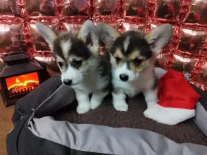 Щенки Вельш-Корги-Пемброк