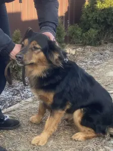 Прекрасная собака в добрые руки