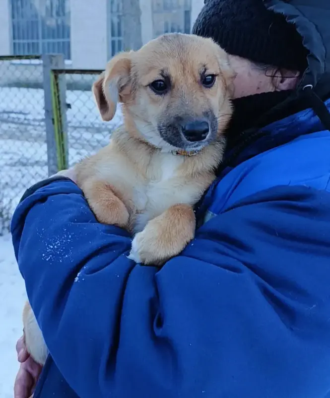 Собаки - Щенки ищут дома Пружаны-Брест - Любань Щенки ищут дома Пружаны-Брест - Любань - 232176 - Доска объявлений Kupika.by