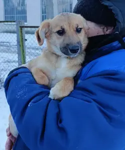 Щенки ищут дома Пружаны-Брест