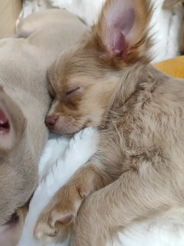 Мальчик чихуахуа красивого окраса - Вся Беларусь - 235224 - Доска объявлений Kupika.by - Фото 7