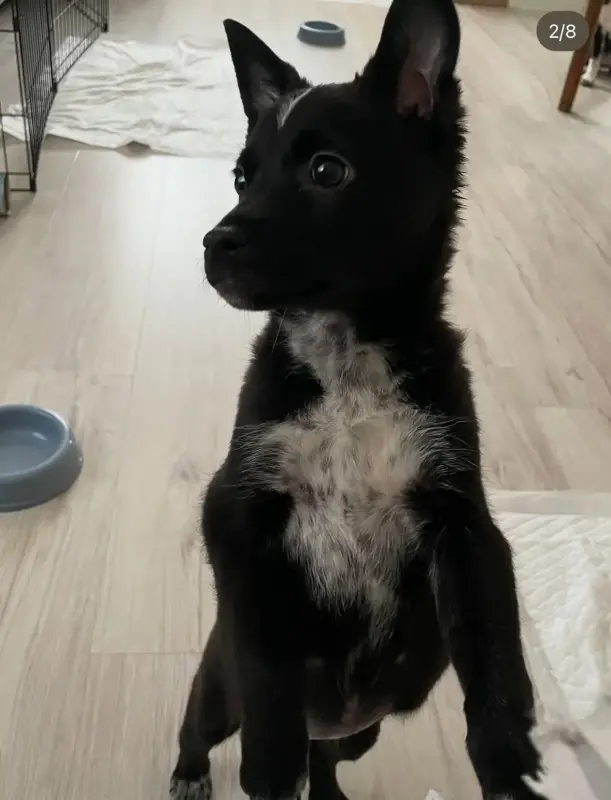 Собака Картошечка ищет дом - Вся Беларусь - 233835 - Доска объявлений Kupika.by - Фото 3