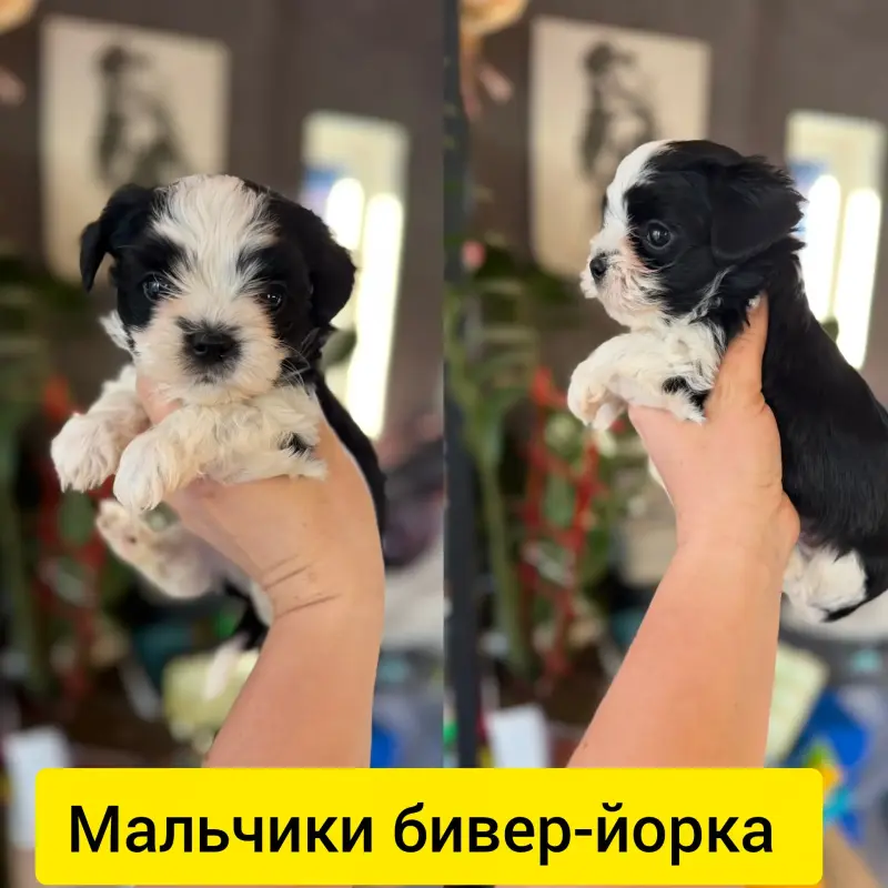 Мальчик мини бивер-йорка