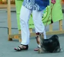 Мини йоркширский терьер