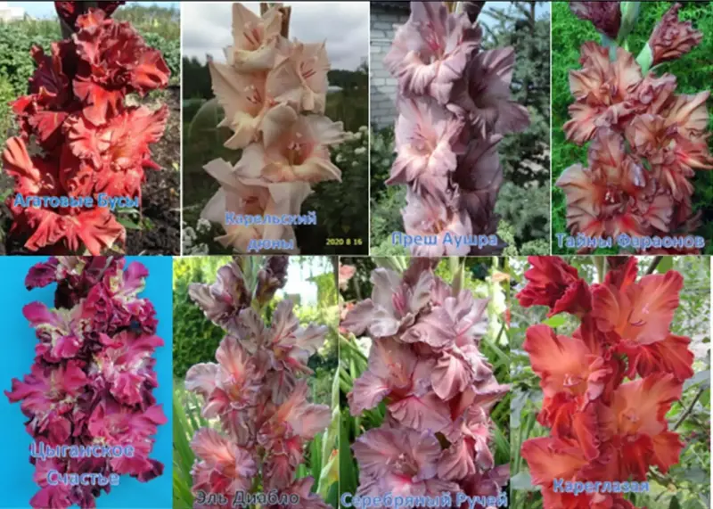 Семена и луковицы - Сортовые гладиолусы Российской и зарубежной селекции - Вся Беларусь - Фото 11 Сортовые гладиолусы Российской и зарубежной селекции - Вся Беларусь - 231779 - Доска объявлений Kupika.by - Фото 11
