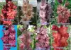 Семена и луковицы - Сортовые гладиолусы Российской и зарубежной селекции - Вся Беларусь - Фото 11 Сортовые гладиолусы Российской и зарубежной селекции - Вся Беларусь - 231779 - Доска объявлений Kupika.by - Фото 11