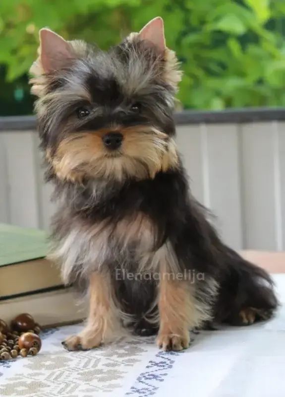 Собаки - Йоркширский терьер. - Вся Беларусь Йоркширский терьер. - Вся Беларусь - 234225 - Доска объявлений Kupika.by