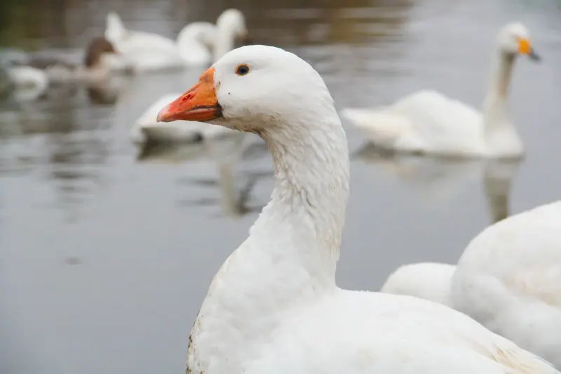 Сельскохозяйственные животные - Мускусная утка (индоутка), линдовский гусь, итальянский гусь - Вся Беларусь - Фото 3 Мускусная утка (индоутка), линдовский гусь, итальянский гусь - Вся Беларусь - 232037 - Доска объявлений Kupika.by - Фото 3