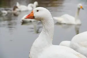 Мускусная утка (индоутка), линдовский гусь, итальянский гусь