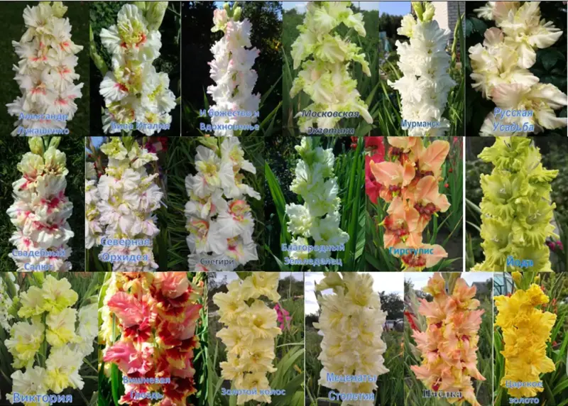 Сортовые гладиолусы Российской и зарубежной селекции