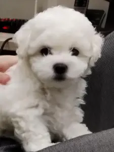 Щенки бишон-фризе