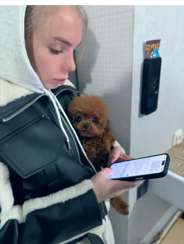 Мини и микро мальтипу пушон той пудель элита - Вся Беларусь - 234965 - Доска объявлений Kupika.by - Фото 4