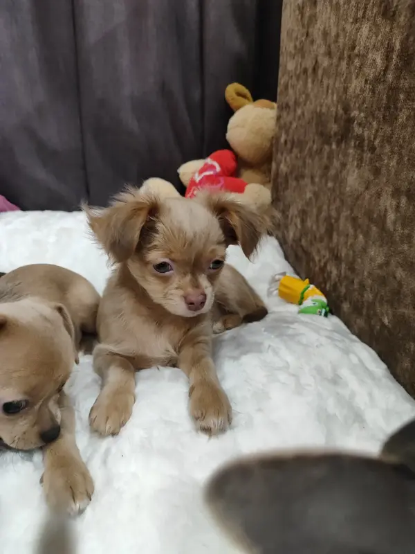 Мальчик чихуахуа красивого окраса - Вся Беларусь - 235224 - Доска объявлений Kupika.by - Фото 6