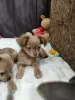 Мальчик чихуахуа красивого окраса - Вся Беларусь - 235224 - Доска объявлений Kupika.by - Фото 6