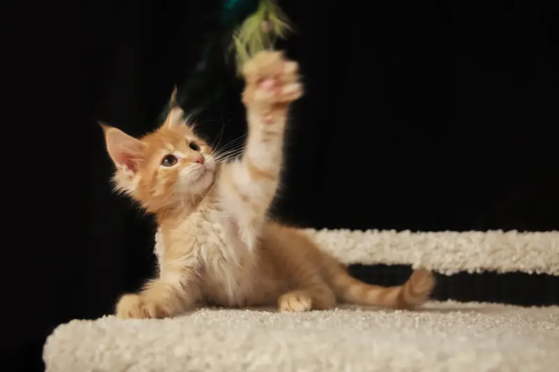 мальчик мейн-кун - Вся Беларусь - 232149 - Доска объявлений Kupika.by - Фото 2