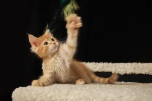 мальчик мейн-кун