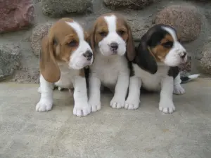 Щенки бигля