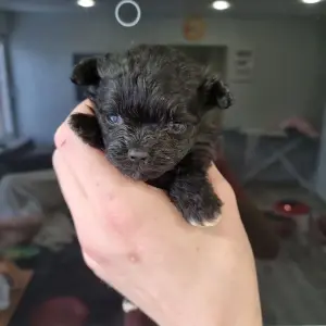 Щенки помапу мини