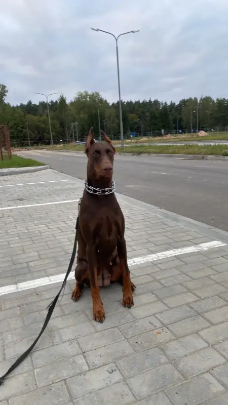 Вязка животных - Вязка - Вся Беларусь - Фото 2 Вязка - Вся Беларусь - 232965 - Доска объявлений Kupika.by - Фото 2