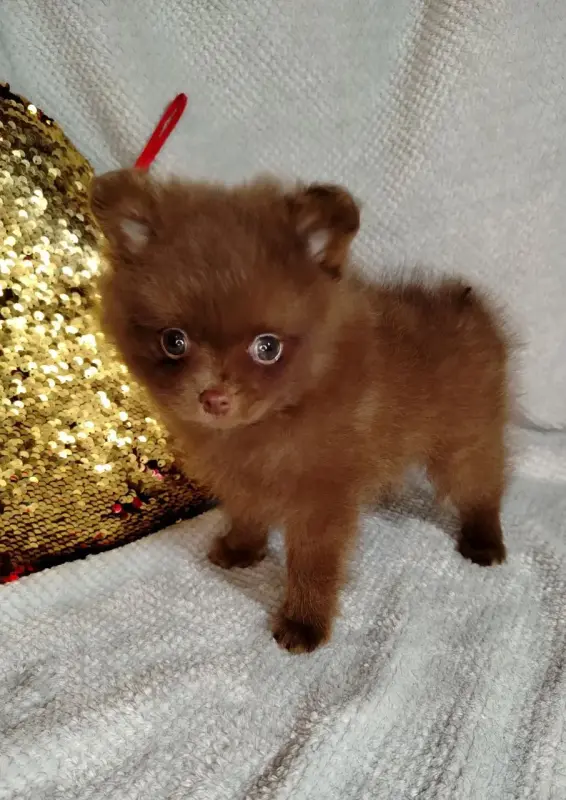 Мерле и шоколадный, щенки померанского шпица - Вся Беларусь - 232607 - Доска объявлений Kupika.by - Фото 6