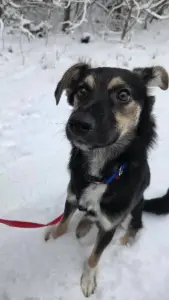 Собака Умнейшая Козявочка ждет свою семью