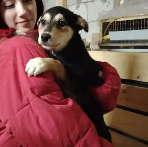 Щенки в дар.