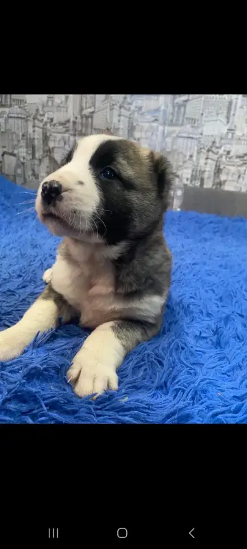 Щенки Среднеазиатской овчарки