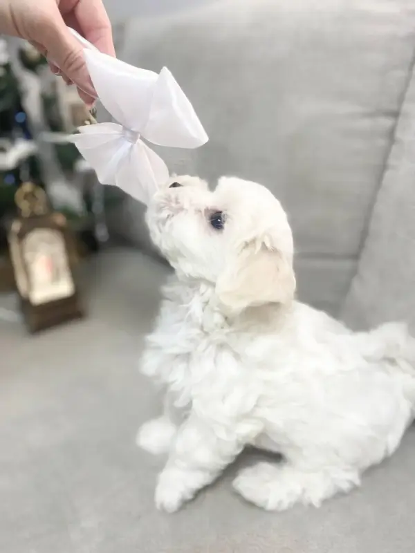 Мальтезе,мальтийская болонка