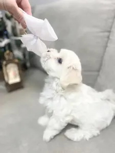 Мальтезе,мальтийская болонка