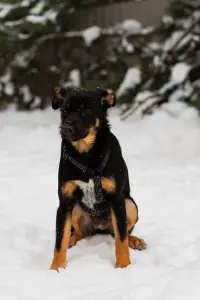 Собаке Шоколапке нужна семья